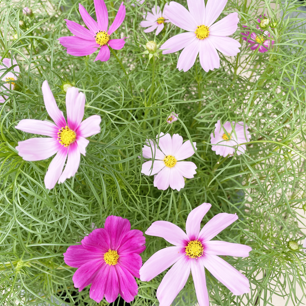 校舎前が秋のお花になりました♪